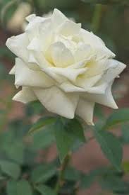 Phyllis Hare Obituary (2009)