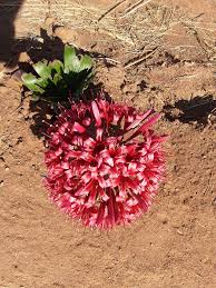 Image result for Sphedamnocarpus pruriens