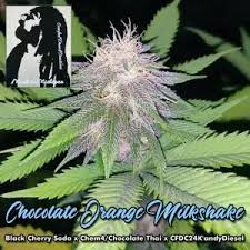 Check spelling or type a new query. Regular Seeds Chocolate Orange Milkshake