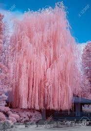 The willow hybrid grows up to 6 feet each year, filling out to create a solid green wall. Towering Vertical Willow Tree In Infrared Color Stock Photo Picture And Royalty Free Image Image 117306599