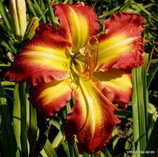 Different types of plants 13 photos. Daylily Phlox Eu