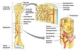 Histology of compact bone diagram. Drag Each Label Into The Proper Position T Clutch Prep