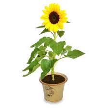 Sama seperti lidah buaya, bunga ini merupakan tanaman hias yang sering dijadikan sebagai obat tradisional. Jual Produk Tanaman Bunga Matahari Termurah Dan Terlengkap Juni 2021 Bukalapak