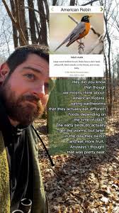 Like Cedar Waxwings, they will also eat berries that have fermented and  become intoxicated. #birding #birdwatching #outdoors