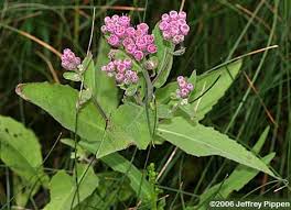 Image result for Pluchea