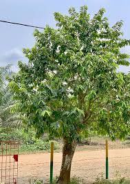 Image result for Annona muricata