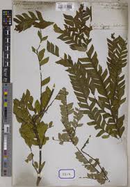 Image result for Anisophyllea