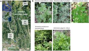 Image result for Artemisia sp.no.1