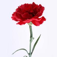 Rote Nelke Kunstblume. 1 Stück