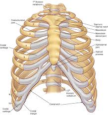 12 photos of the anatomy of ribs and its related area. The Anatomy Of The Ribs And The Sternum And Their Relationship To Chest Wall Structure And Function Sciencedirect