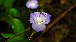 Image result for Commelinaceae