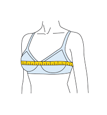 Dollar bills measure 6.14 inches (15.6 cm) long and 2.61 inches (6.6 cm) tall. How To Measure Your Bra Size Bra Size Charts Band And Cup Measurement Guide Real Simple