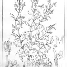 Image result for Linderniella gracilis