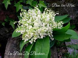 Convallaria majalis • muguet commun, muguet. 23 Images Et Photos Avec Tag Muguet Bonnesimages