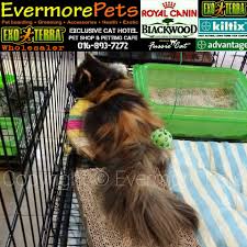 Chào mừng các bạn đến với pet shop. Cat Boarding Grooming Kuching Evermore Pets