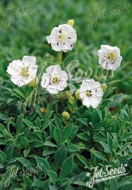 Image result for Silene