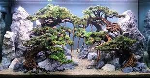 Amazing Planted Tank Setup Akuarium Tempat