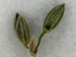 Image result for Digitaria compressa