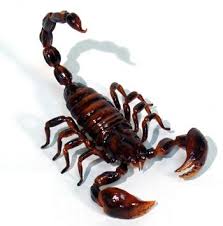 Scorpion Scorpion Animal Totems Animals