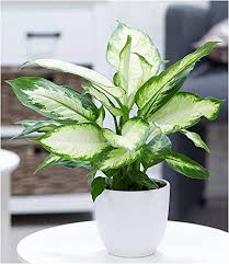 Bei zimmerbrunnen haben sich die pflanzen zu einer wichtigen ausstattung entwickelt. Zimmerbrunnen Selber Bauen Anleitung Ideen Und Tipps