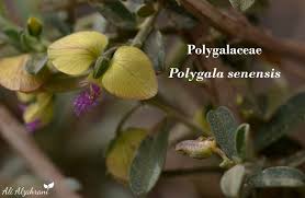 Image result for Polygala senensis