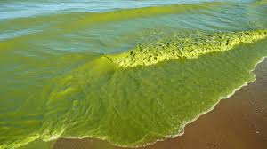 Get water quality info, the weekend beach forecast for corry lake beach, on, ca. Here S The Science Now Action Is Needed To Clean Up Lake Erie Algae International Joint Commission