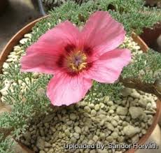 Image result for Monsonia senegalensis