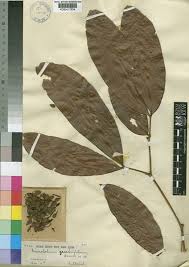 Image result for Gilbertiodendron dewevrei