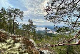 Visitors can enjoy all that ringerike has to offer including the forests, archaeological sites, and churches. Tiurtoppen Ringerike Nature Attractions Honefoss Norway