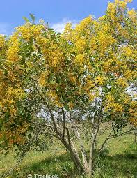 Image result for Pterocarpus rotundifolius