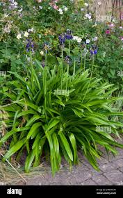 Image result for Agapanthus inapertus