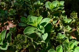 Image result for Coleus caninus