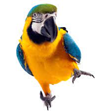 Parronting Styles With Parrots Pet Birds By Lafeber Co Parrot Pet Pet Birds Parrot
