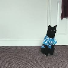 Dress your kitty for spring in a tiny hawaiian shirt! Psbattle This Cat In A Hawaiian Shirt Photoshopbattles