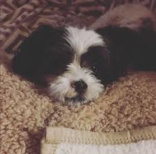 These sweet puppies go by many names, teddy bear puppy, shichons, shih chons, bich tzu's and zuchons. 25 Bichon Frises Mixed With Shih Tzu The Paws