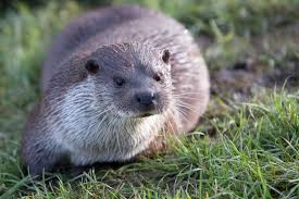 Otter 3 British Wildlife Otters Pets