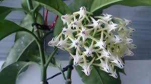 Hoya macgillivrayi for sale here. Hoya Care And Cultivation At Home How To Make Floss Wax Ivy Why Does Not Bloom Hauy At Home