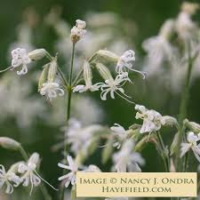 Image result for Lintonia nutans