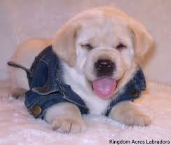 Puppy Gallery Lab Puppies Southern California
