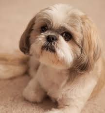 16 Reasons Shih Tzus Are Not The Friendly Dogs Everyone Says They Are Shih Tzu Dog Shih Tzu Puppy Shitzu Dogs