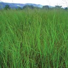 Image result for Dissotis ruandensis