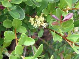 Image result for Eugenia capensis