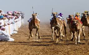 Rupt.ly/subscribe the uae camel racing federation resumed racing as many emirati camel racing fans, owners and trainers rejoiced. Camel Racing Camel Racing