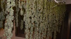 Confira dicas de secar roupa na cleanipedia. Como Secar Curar Y Almacenar Tus Cogollos De Marihuana La Huerta Blog