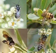 Image result for Ozoroa paniculosa