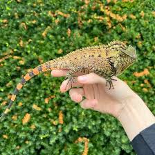 Image result for Dignathia gracilis