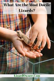 What Are The Most Docile Lizards Lizard Lizard Species Leopard Gecko