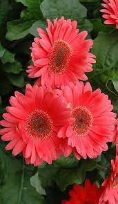 Pin On Gardening