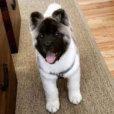 Gorgeous akita female puppy for sale $475.00 each phone () venice fl. Akita Puppy Xoxo Use My Uber Code Daijaha1 To Get 15 Off Your First Ride American Akita Dog Akita Puppies Akita Inu Puppy