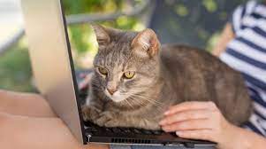 Intelligence For Your Life Why Do Cats Sit On Anything You Re Reading